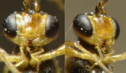Réf. 217 387 : Mesochorinae inconnu